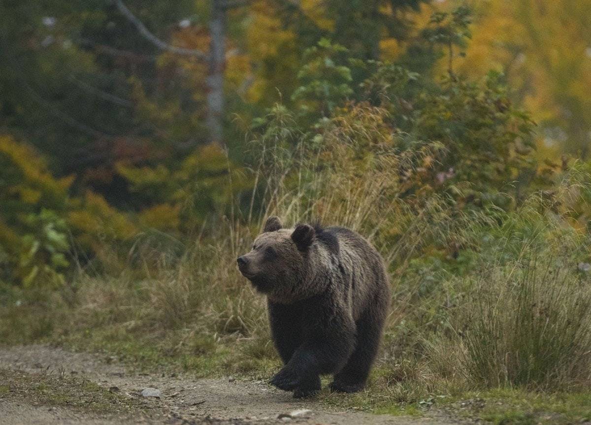 Bear from Slovenian forest Mossy Earth